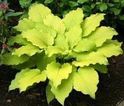 Plant that grows in shade.jpg