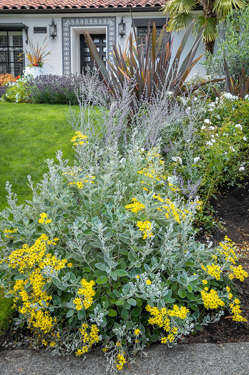 Robin-Parsons-garden-designer---Broadmoor_1019-2.jpg