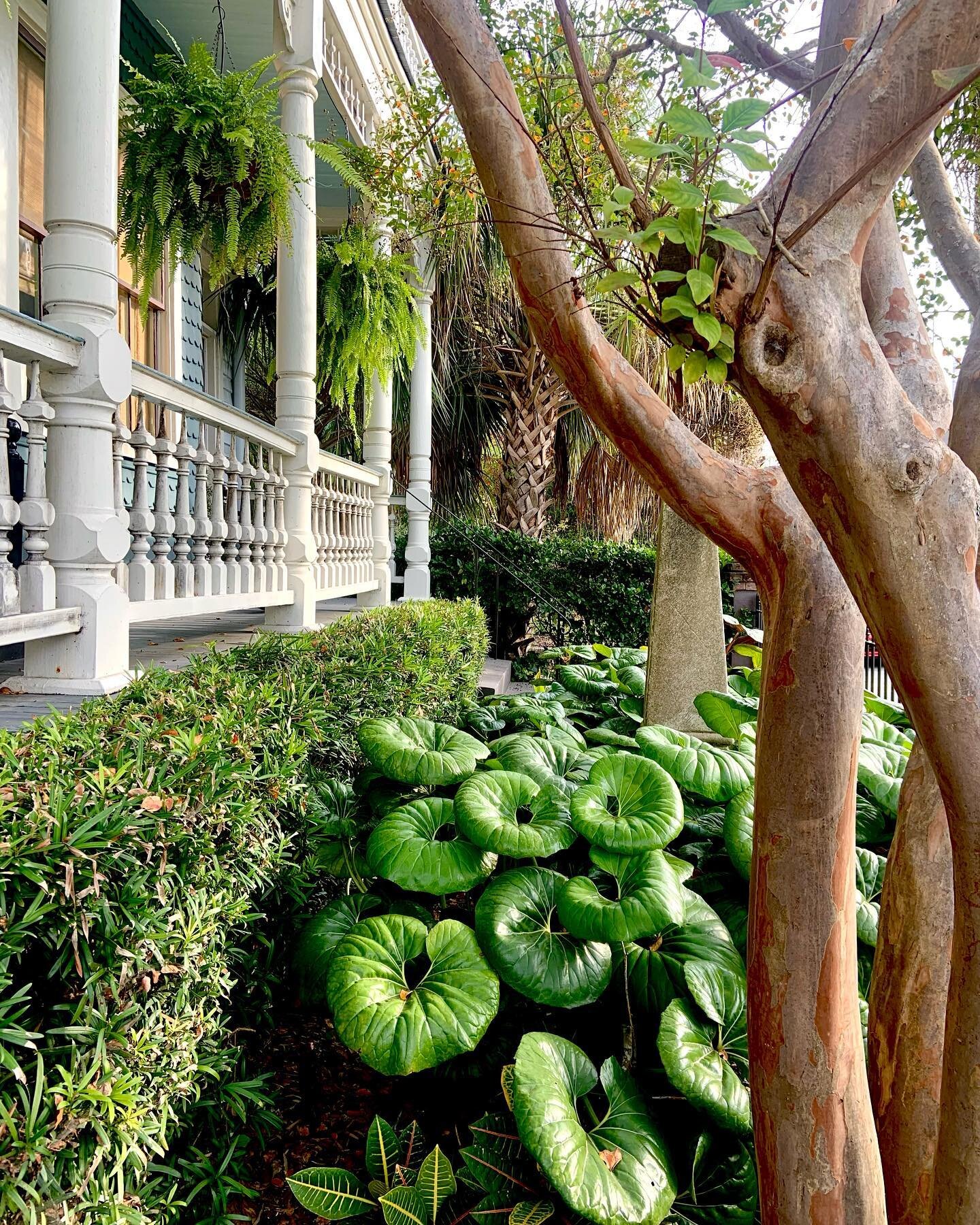 Charleston Part 11
#gardendesign #gardengates #landscapedesign #historicgardens #historicpreservation #historichomes #middletonplace #iamapld #gardeninspiration #classicgardenstyle