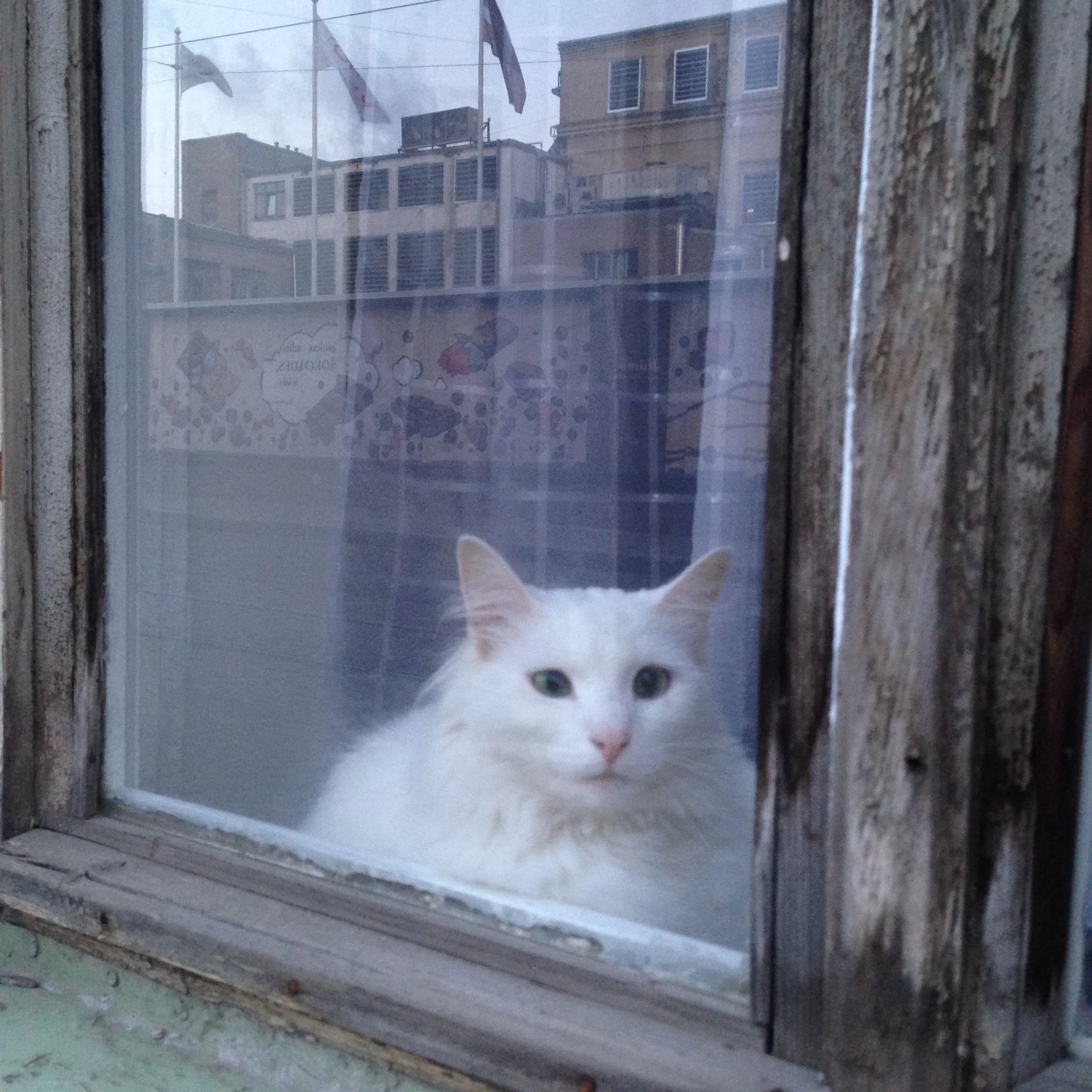 I have no idea where my process photos for this week are... is it because I was on holiday during part of this week that I forgot to even take them? Who really knows, just another sign I will never be as organised as Giorgia. In lieu of process phot…