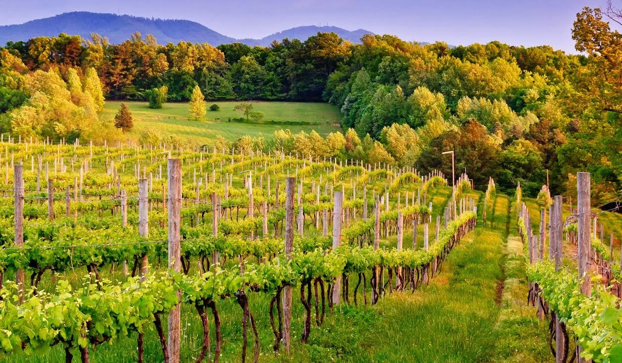HAE Denver | Taste Entrepreneurial Success in the Wine Business