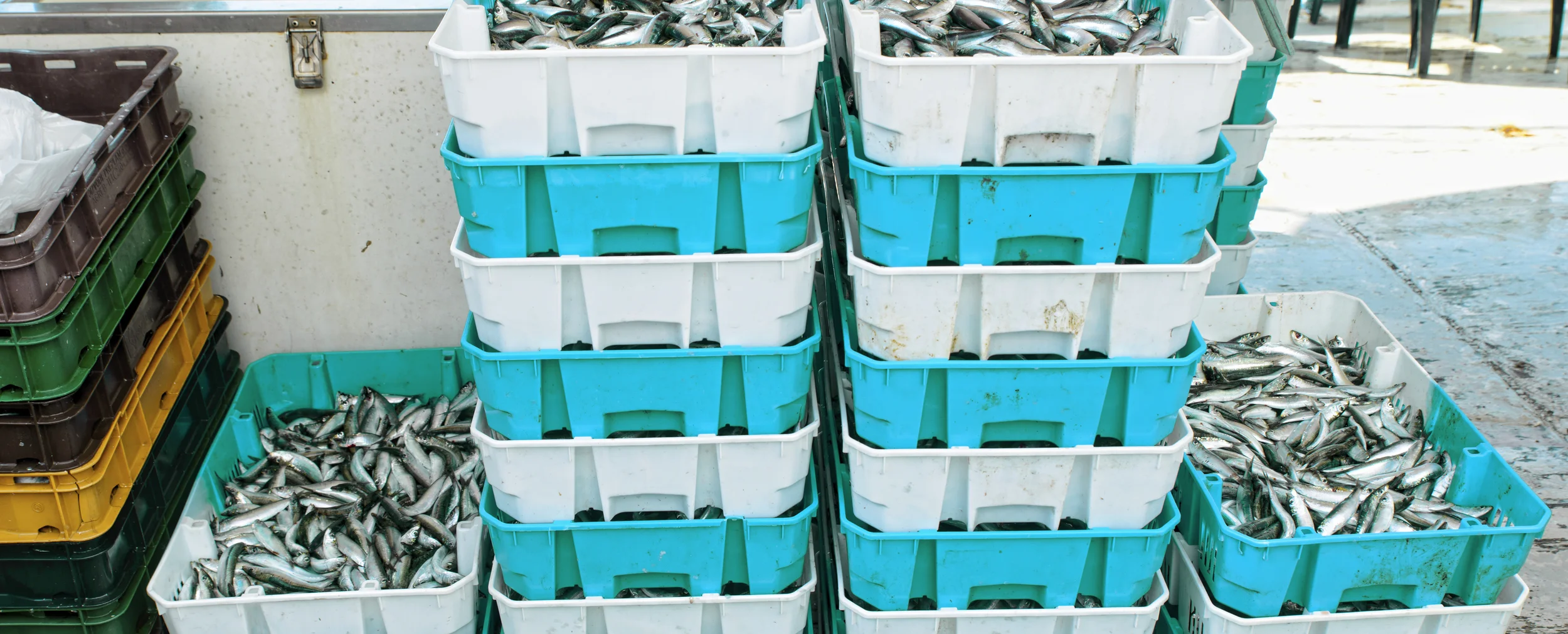stock-photo-47699822-fresh-fish-in-crates.jpg