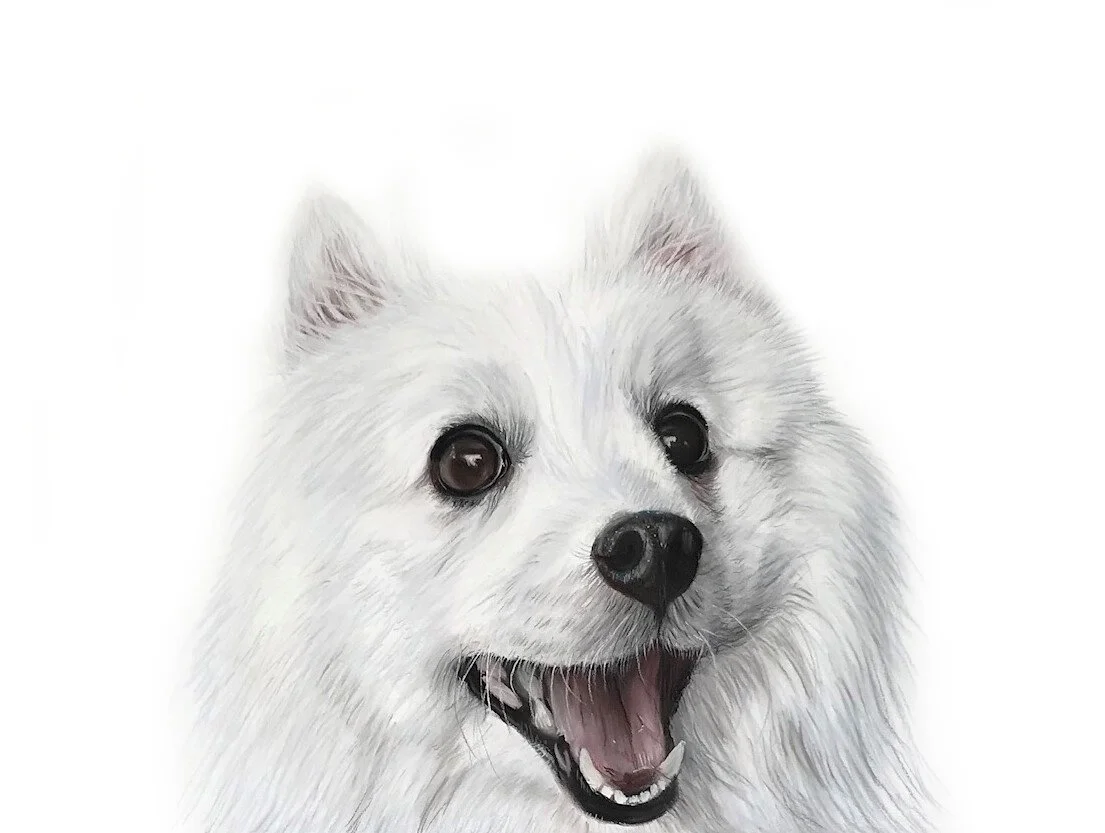 BOBO FIN white.jpg
