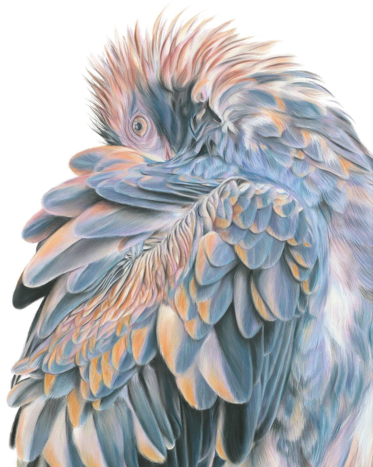 Black breasted buzzard

Pastel on Stonehenge paper

#pastel #drawing #birds #australia
