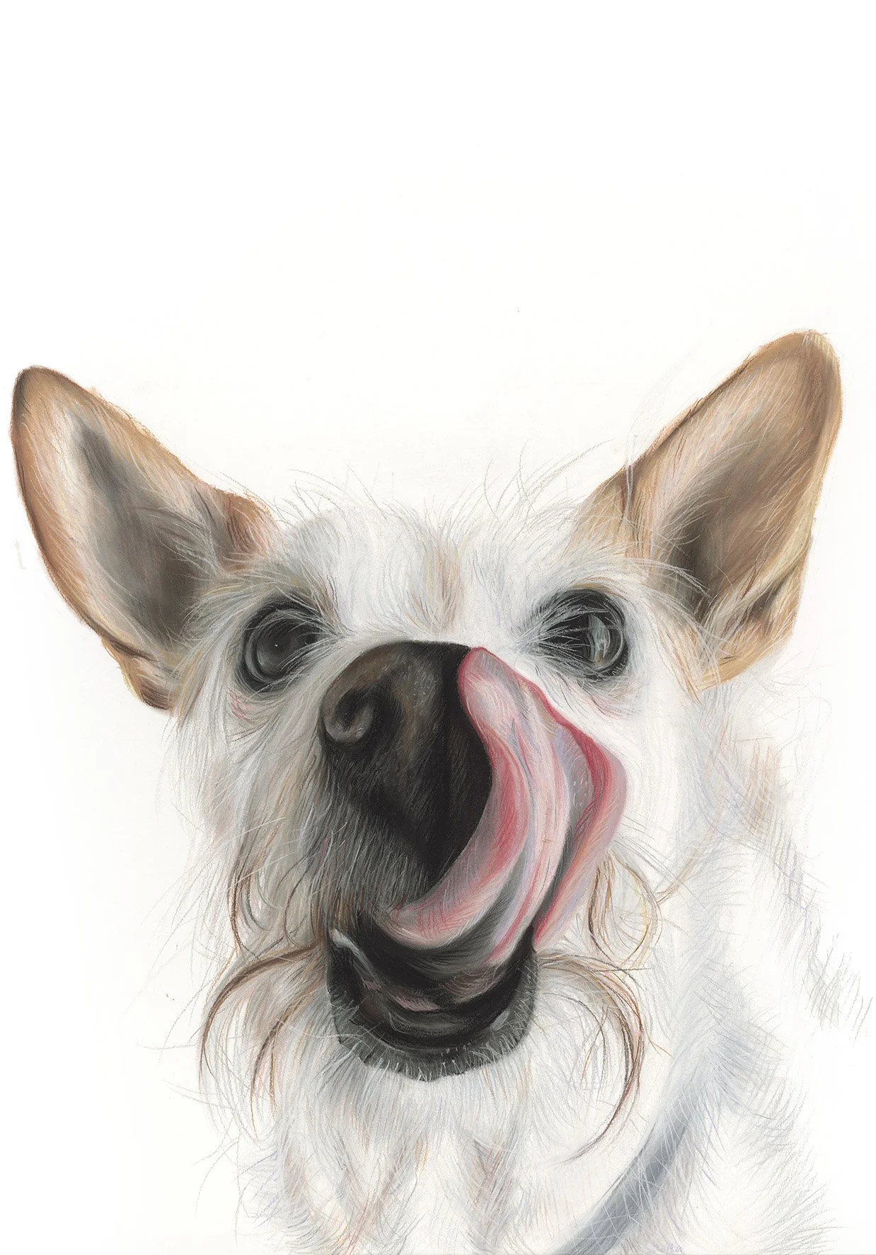 14980 Layla Stanley_Dog_FF_web[5322] white back ground.jpg