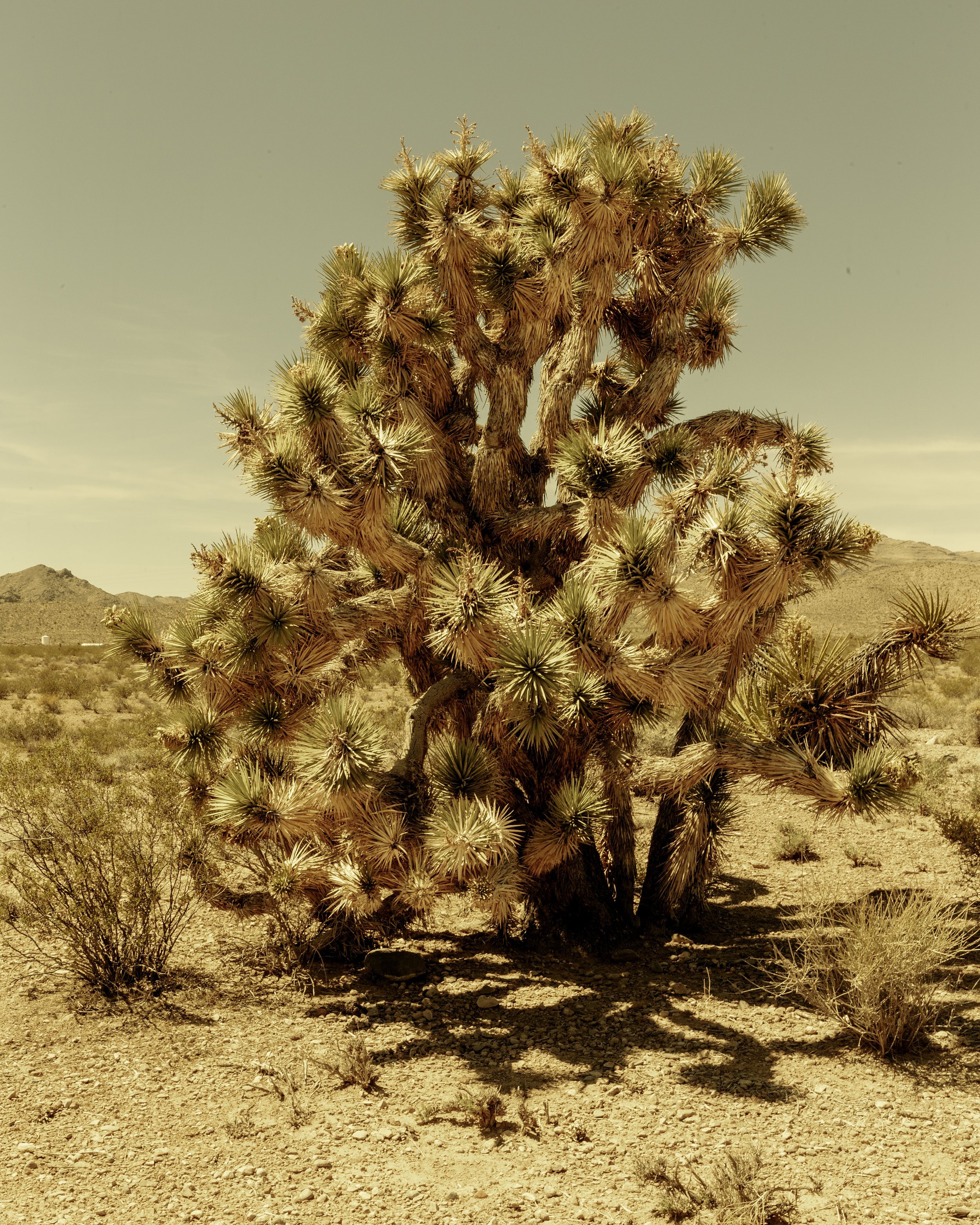 THEJOSHUATREE.jpg