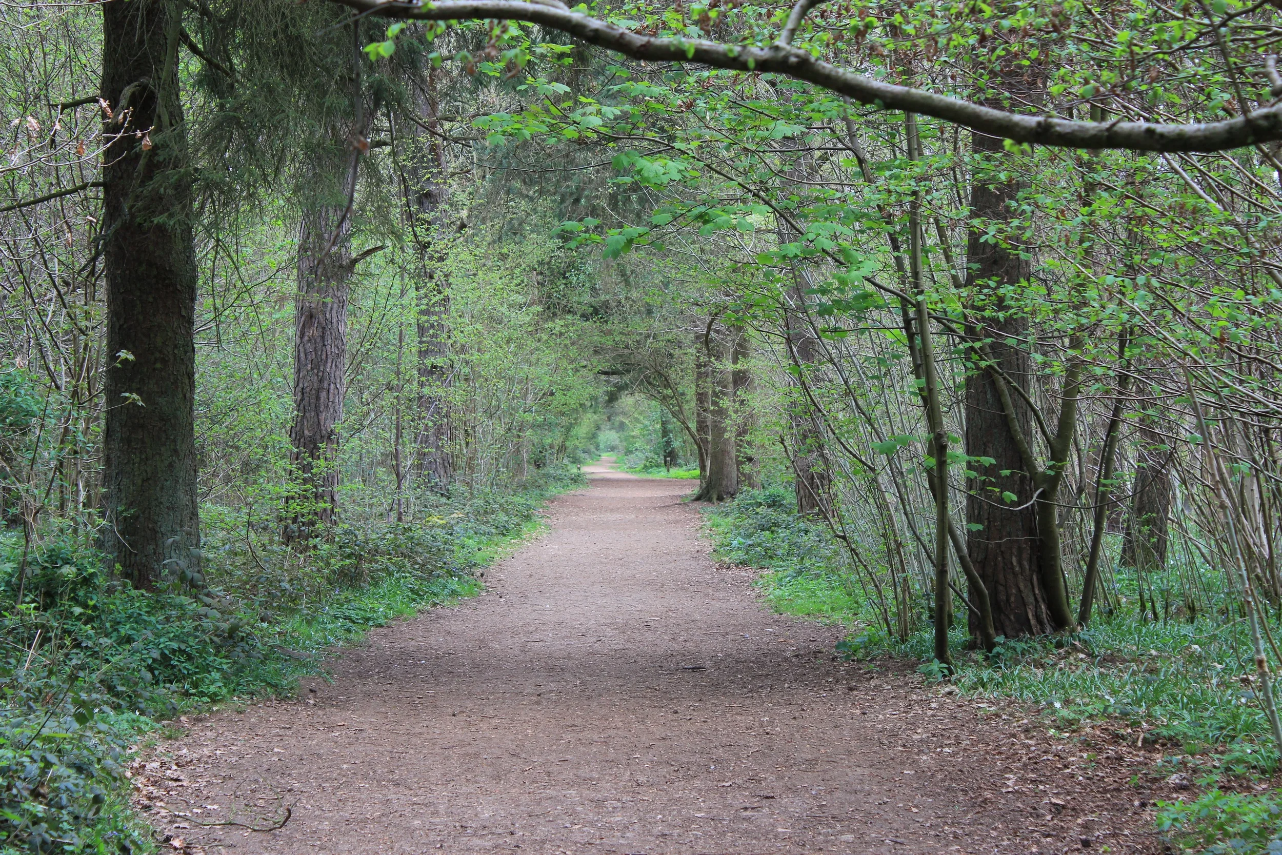 forestwalk.jpg