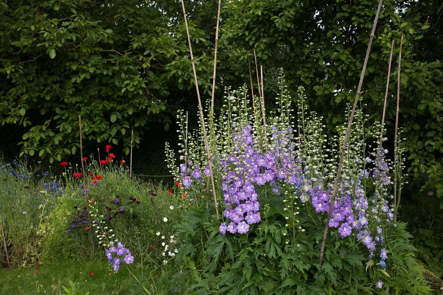 What a beautiful cascade of delphiniums in Rosie&rsquo;s flower garden yesterday?! It is an absolute delight each month to see how her garden changes and now it is just a riot of colour and bee activity. Rosie&rsquo;s flowers are just so beautiful an