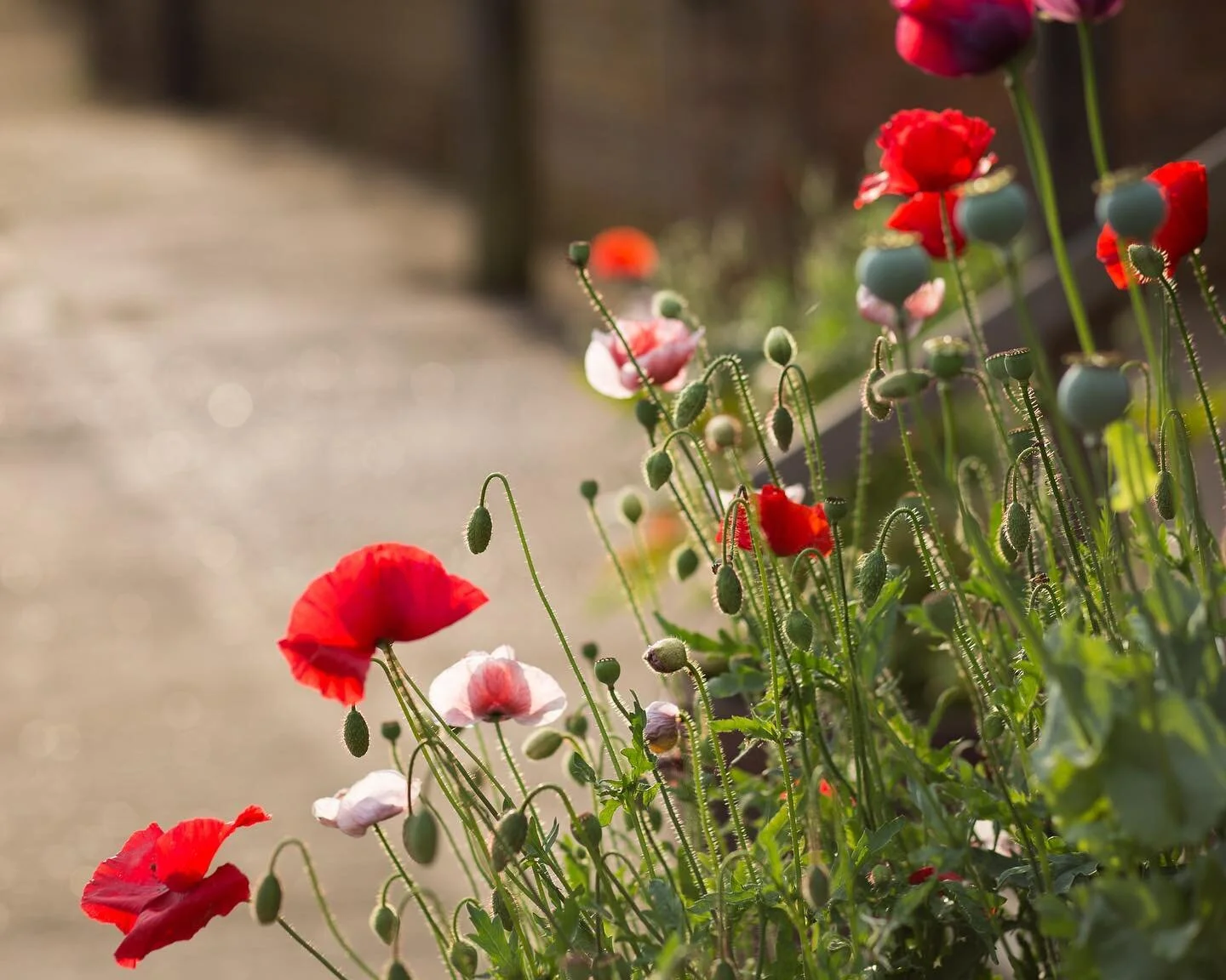 Nothing says summer like poppies and warm evenings! Love a bit of colour pop too. I&rsquo;m just getting around to editing my shots from Rosie&rsquo;s garden a couple of weeks ago. We are photographing the cutting garden each month and this time the 