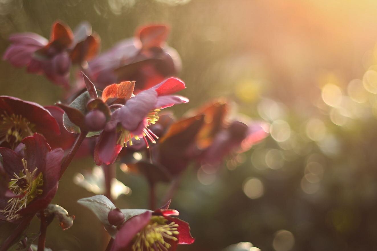 Five mins in the garden in late afternoon sunshine always helps. Anyone know what type of hellebores these are?! #hellebores #fiveminutesofspring #inmygardentoday #botanicalphotography #plantlife🌱