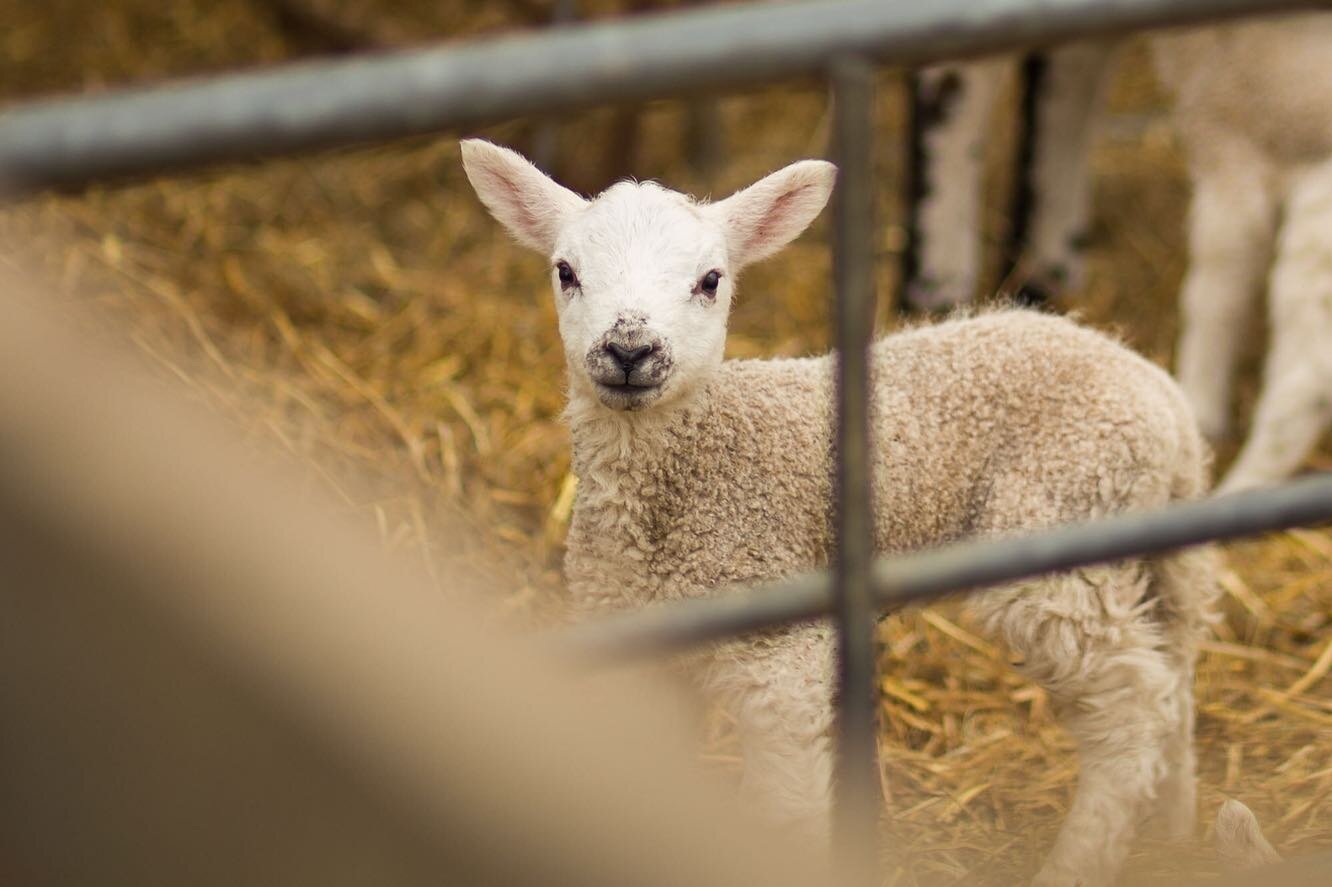 It&rsquo;s lambing season and pretty lovely seeing them out in the fields at the moment. This little lamb was one of Rosie&rsquo;s flock a couple of years ago. I popped along the road each month to photograph the goings on. It was wonderful to see th