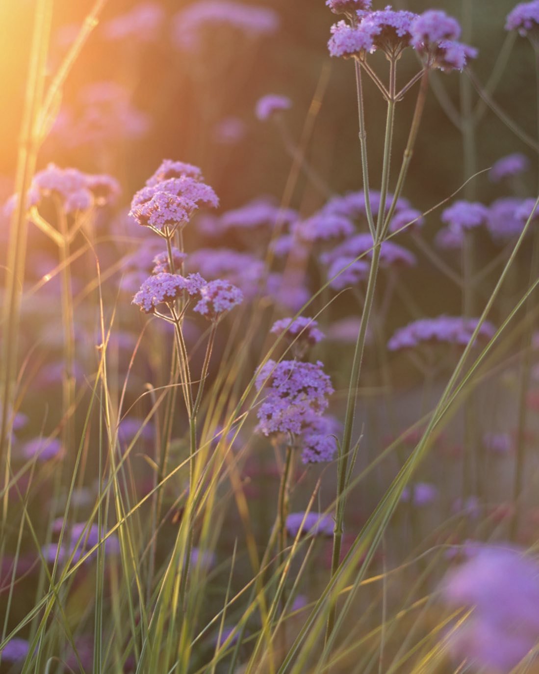 Golden light in the garden #summerevenings #inmygarden