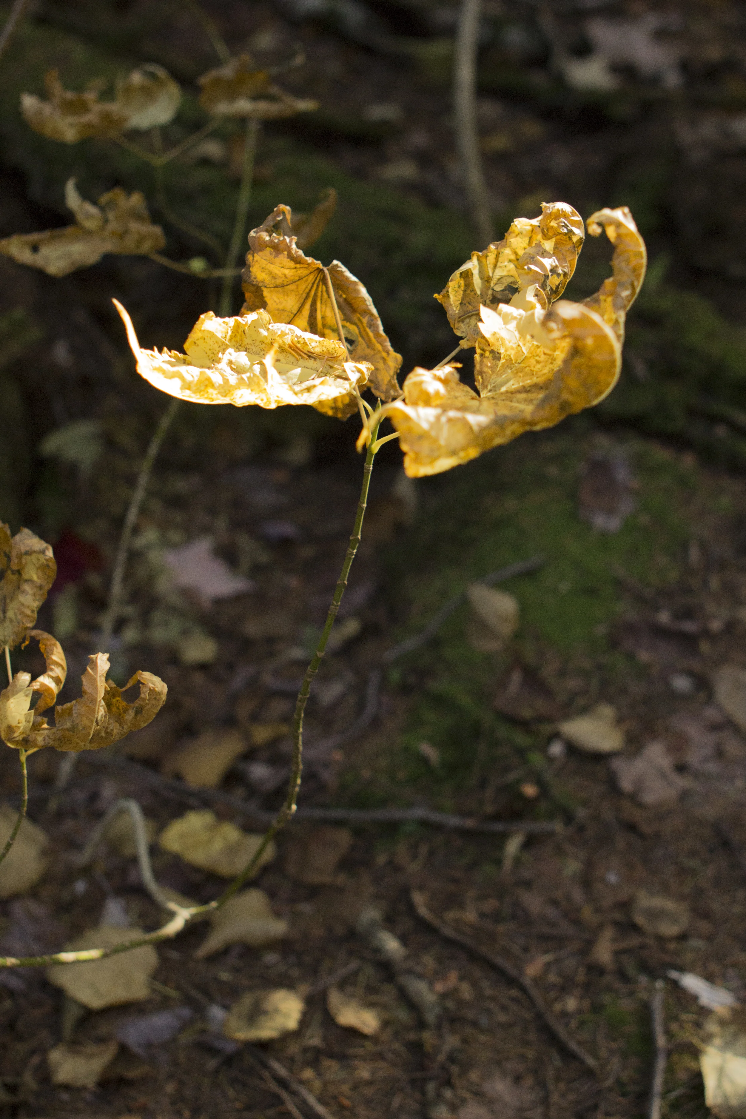 Stoneham-2.jpg