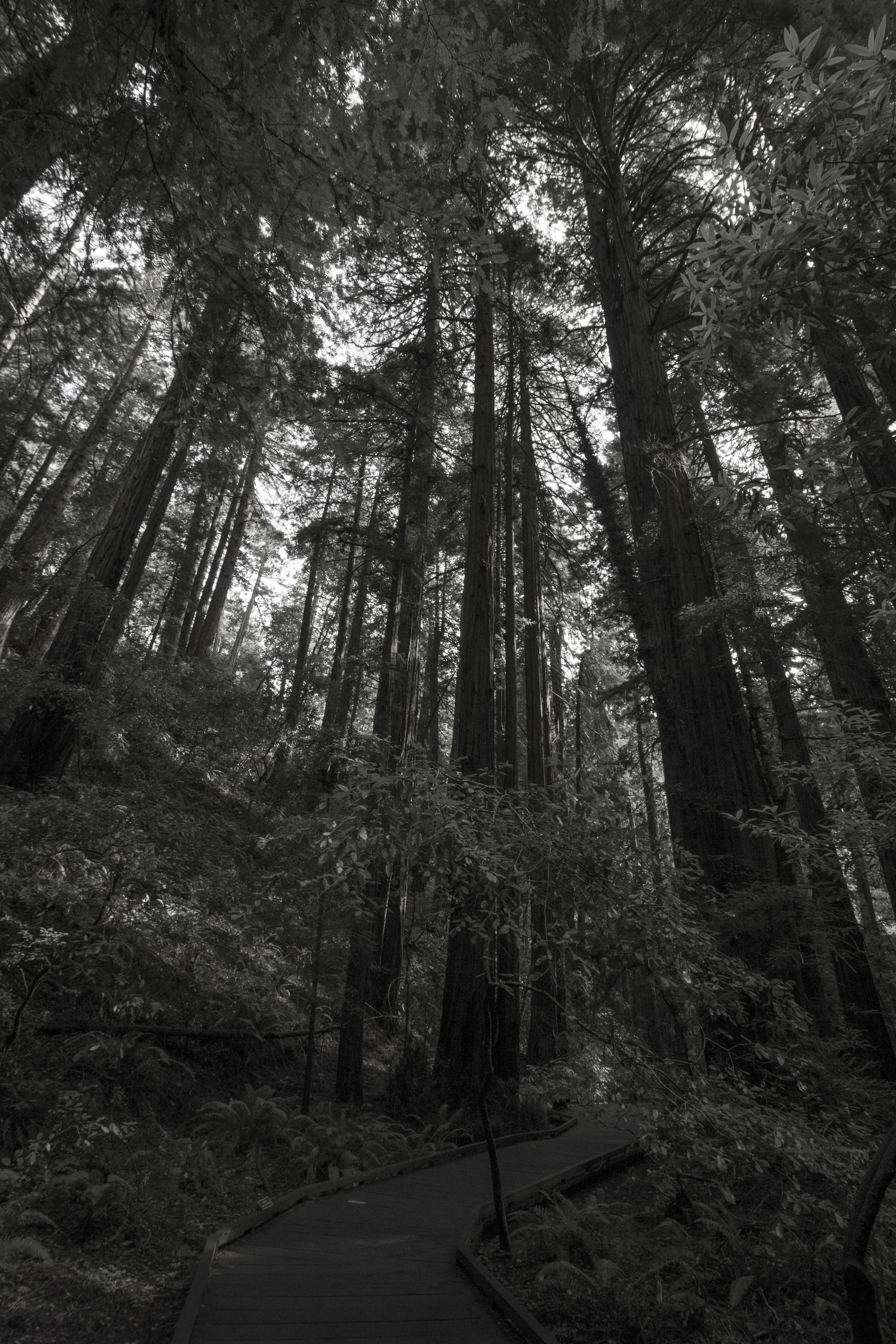 Wooden Vertical Lines