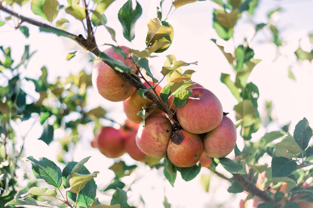 Fall October Huber's Orchard -4.JPG