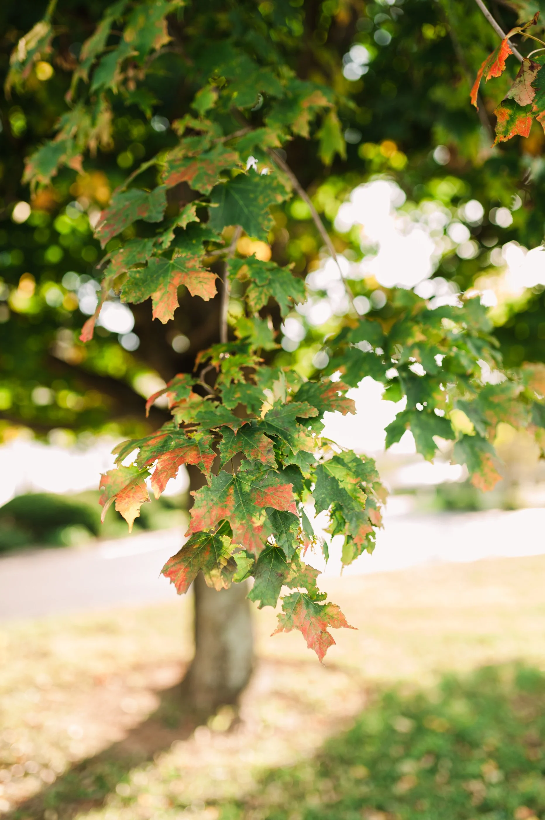 Chelsey Nelson Photography Louisville Christian Wedding Photographer-51.jpg