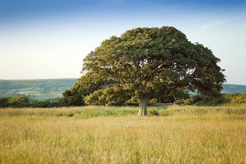   Strategic Growth Consulting   for wealth management firms 