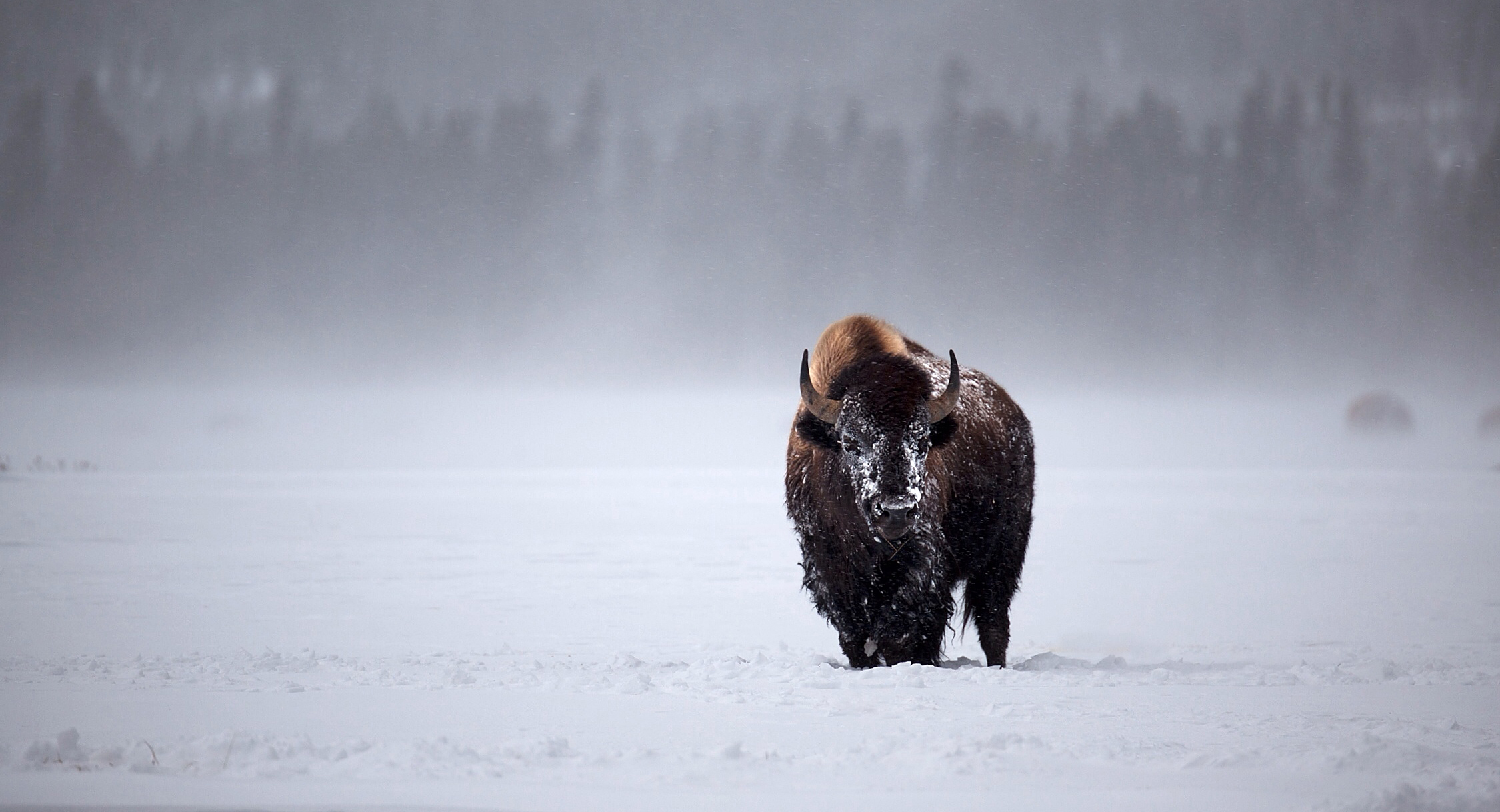 Copyright eBradshaw,com - Yellowstone Bison in Distance.jpg