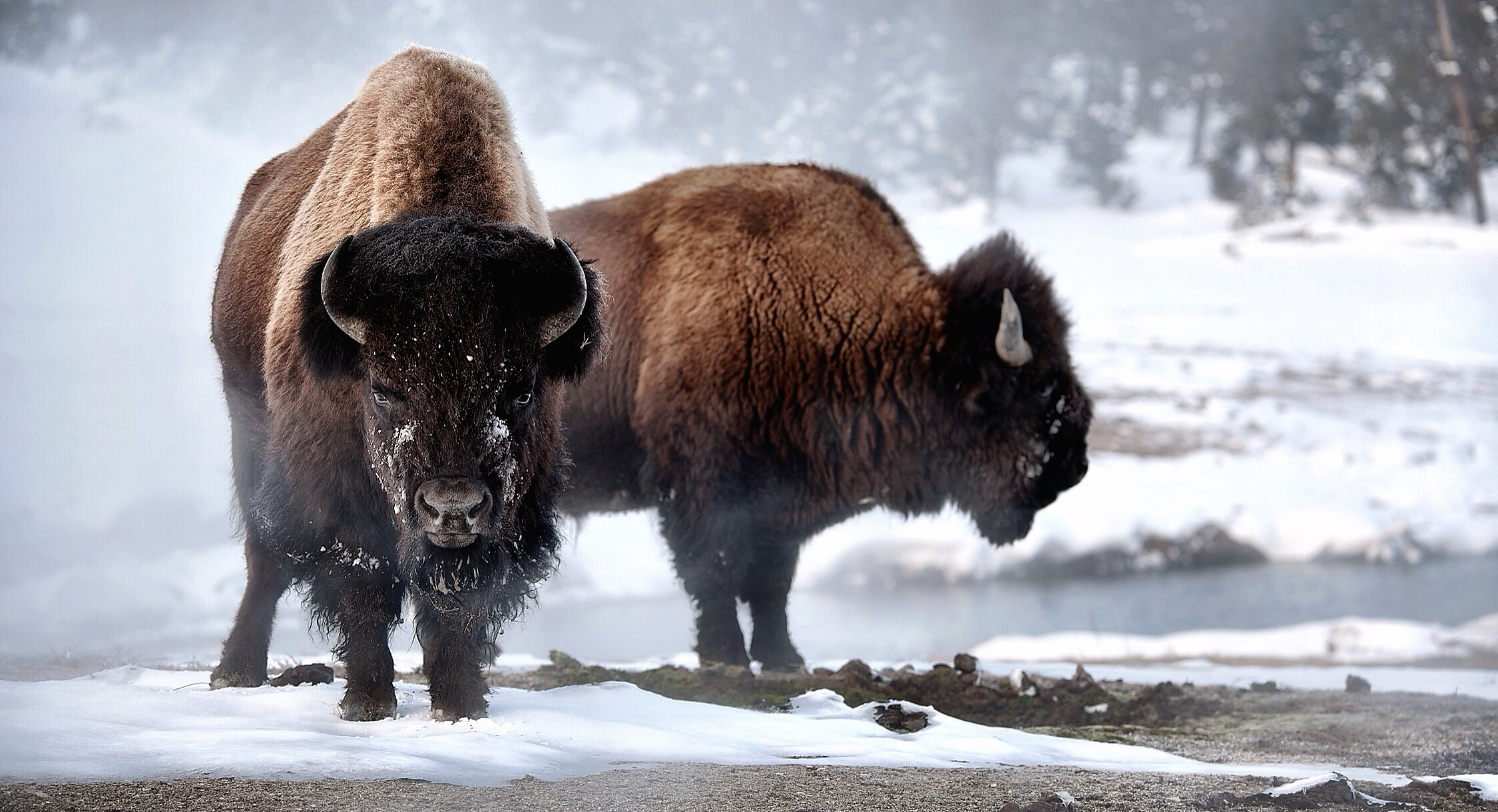 Copyright eBradshaw,com - Yellowstone Bison Pair.jpg.jpg