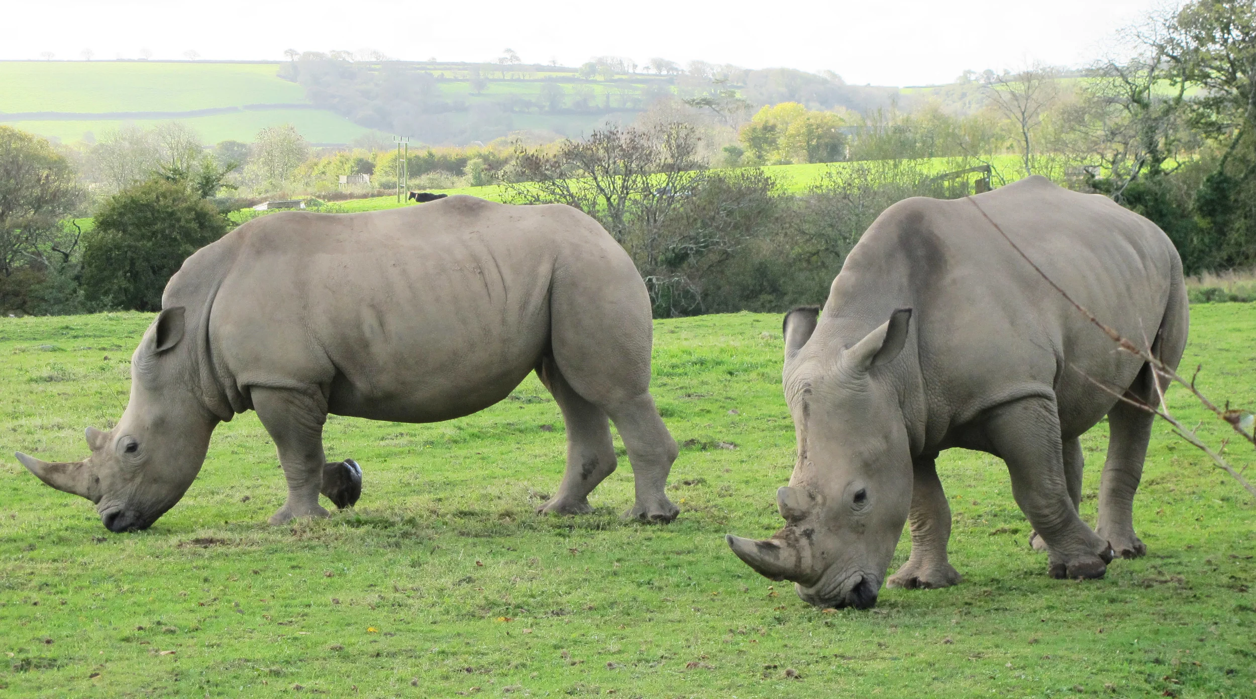 Rhinos Conservation.jpg