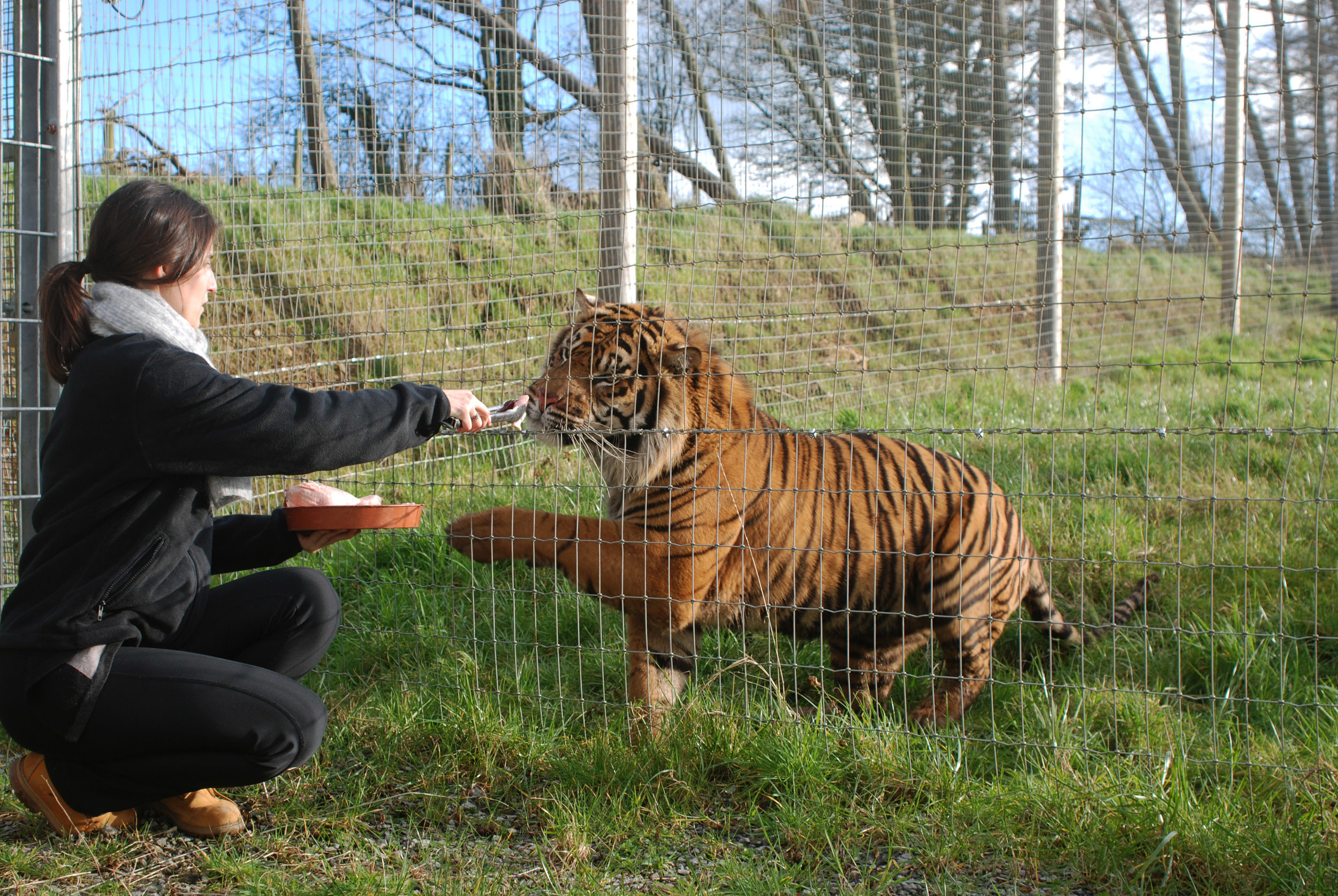 Meet the Tigers — Manor Wildlife Park -
