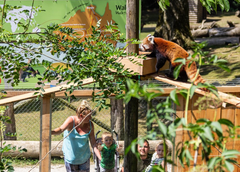 Red Panda Zoo Habitat