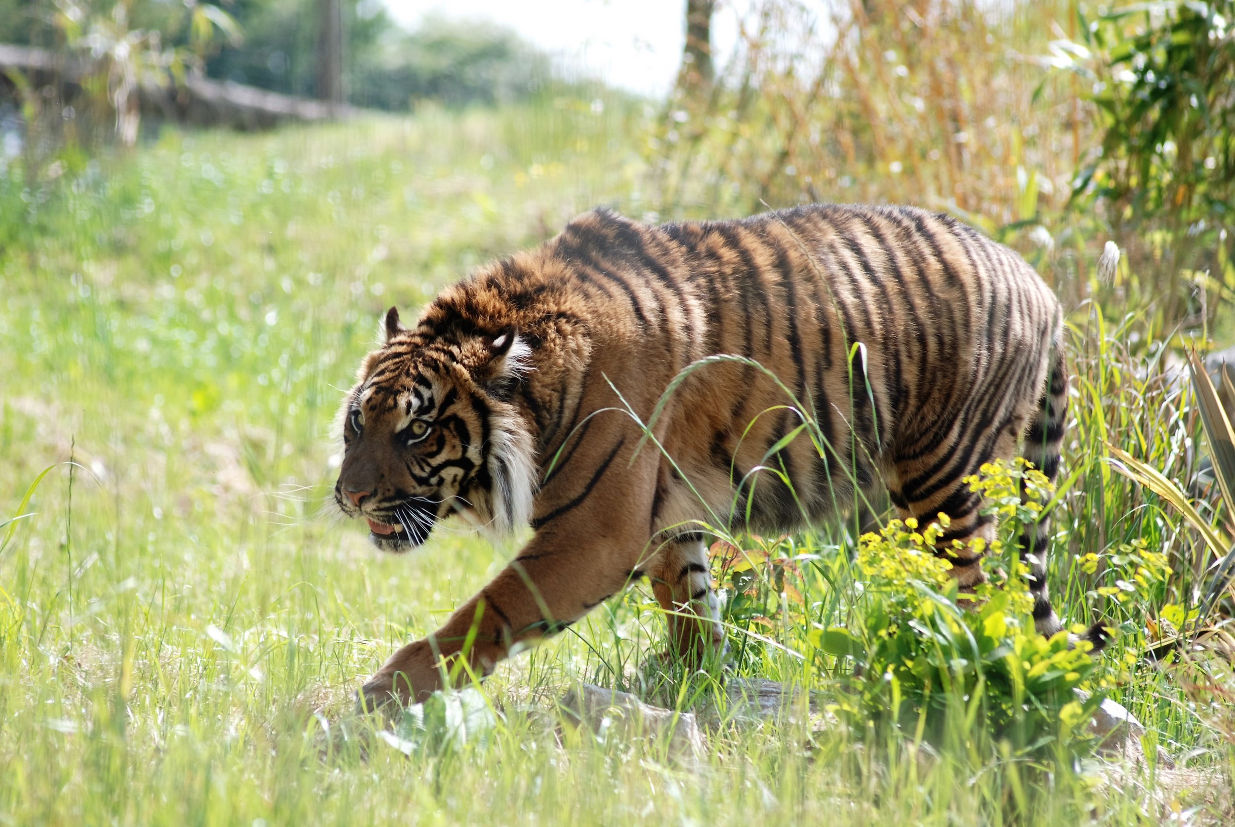sumatran-tigers-manor-wildlife-park