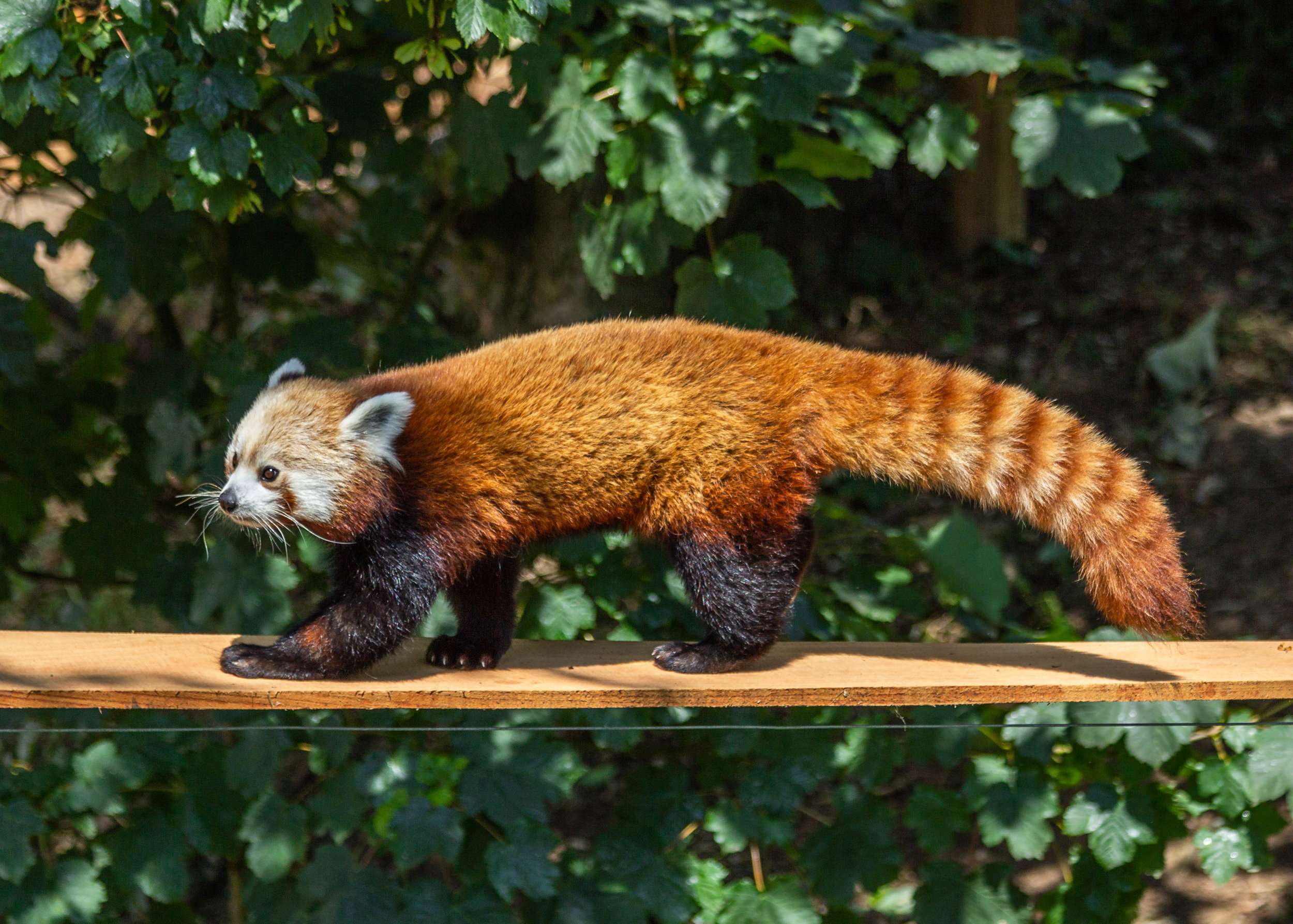 Red Pandas — Manor Wildlife Park