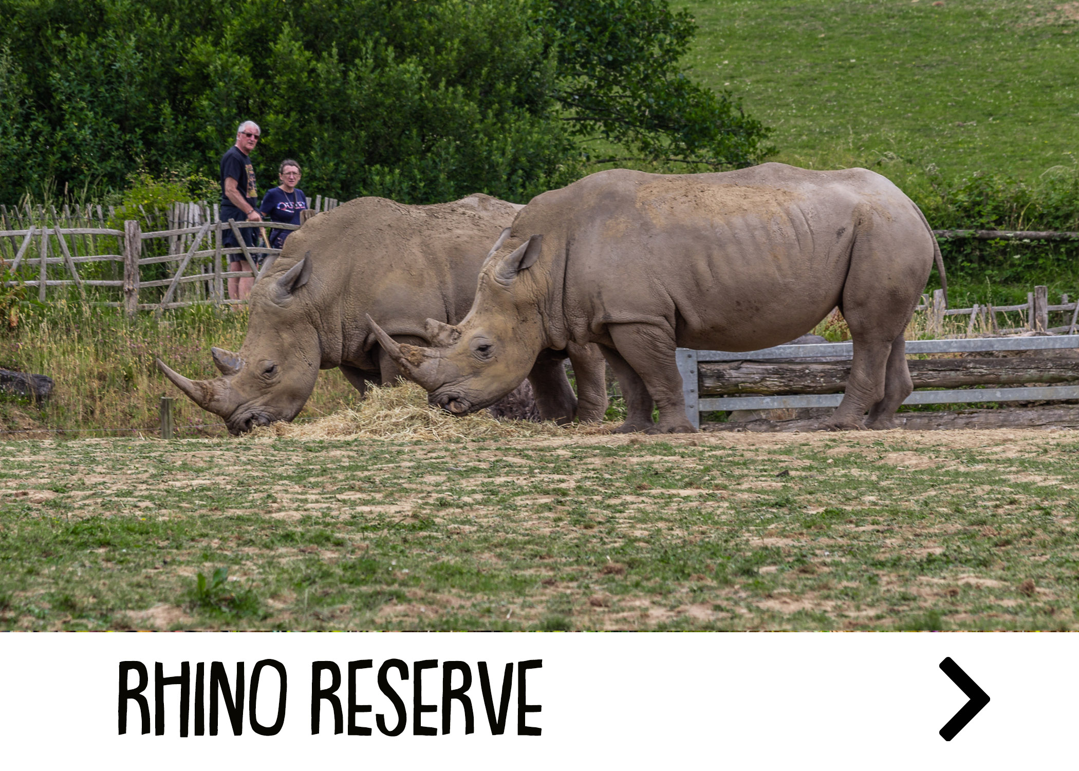 Southern White Rhino