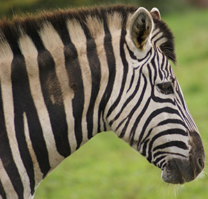 Damara Zebra