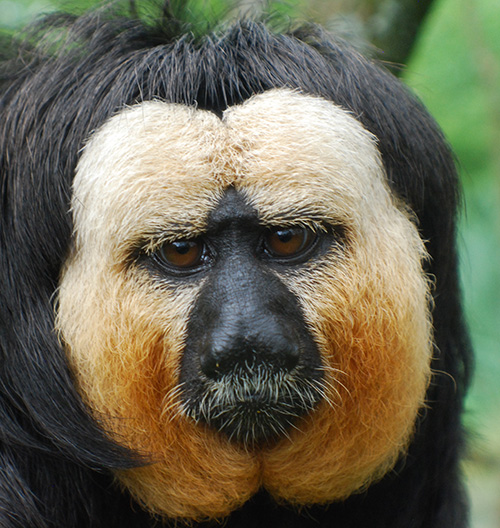 Saki monkey