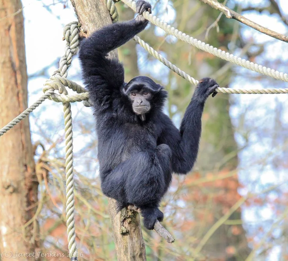 Siamang Gibbon Experience — Manor Wildlife Park