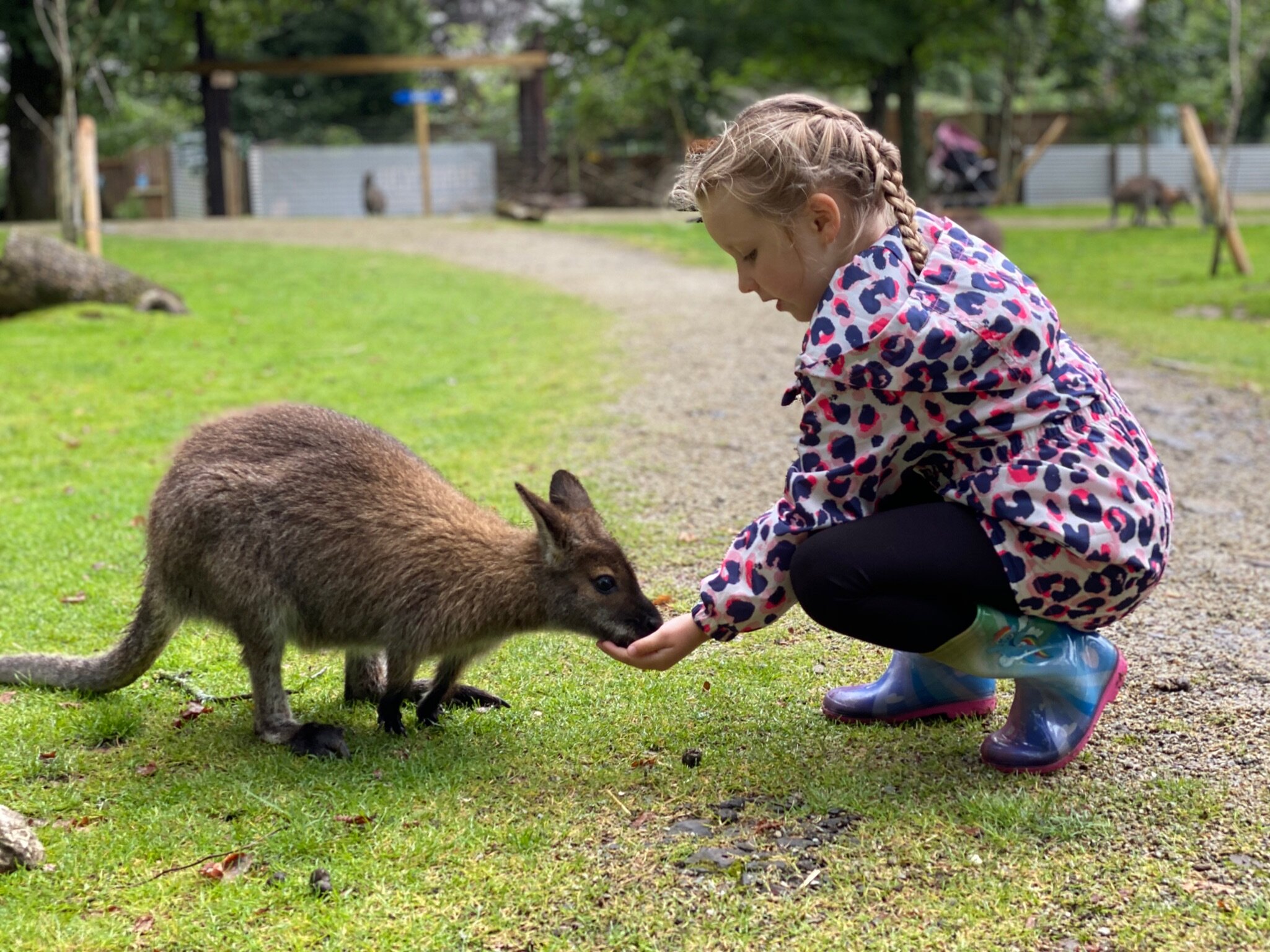 Walk with Wallabies