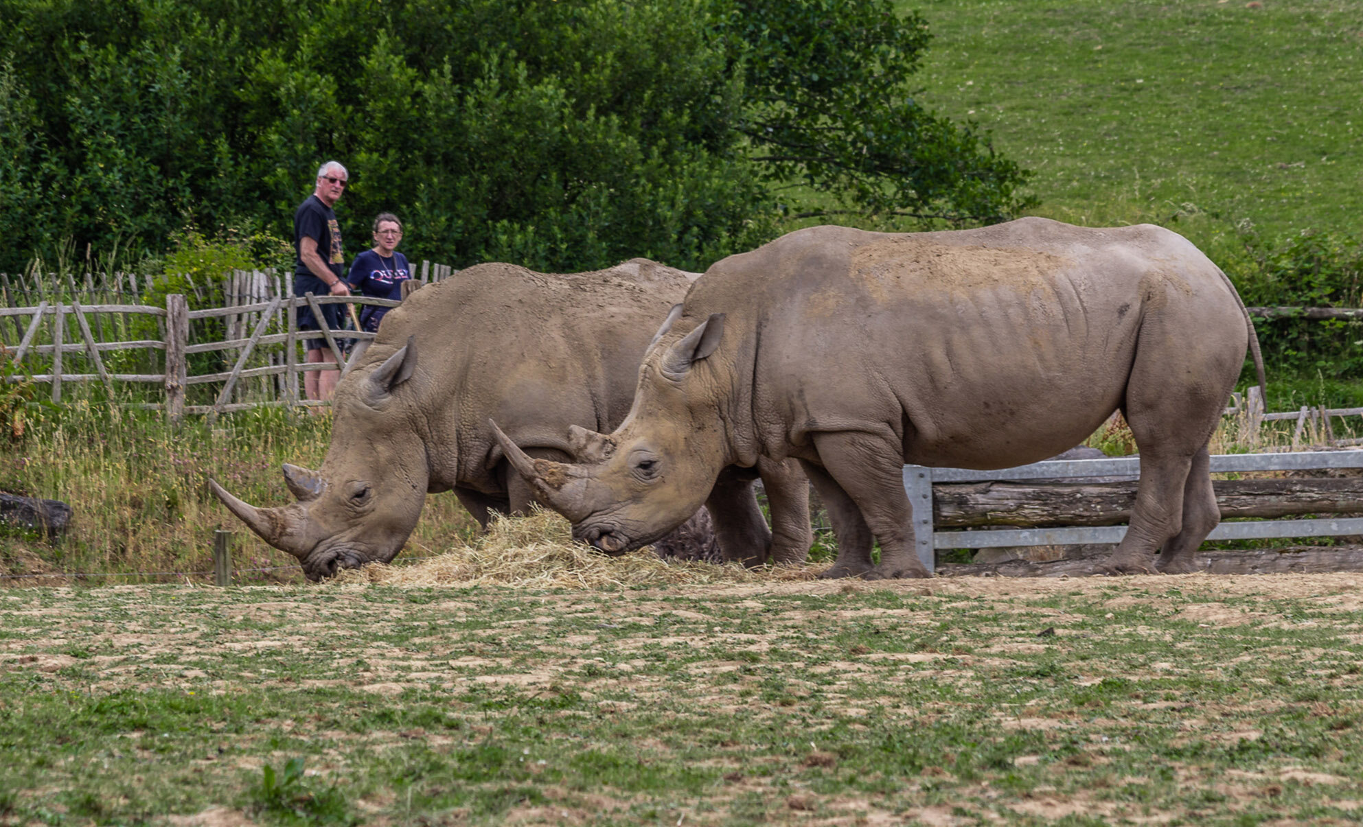 Rhino Safari