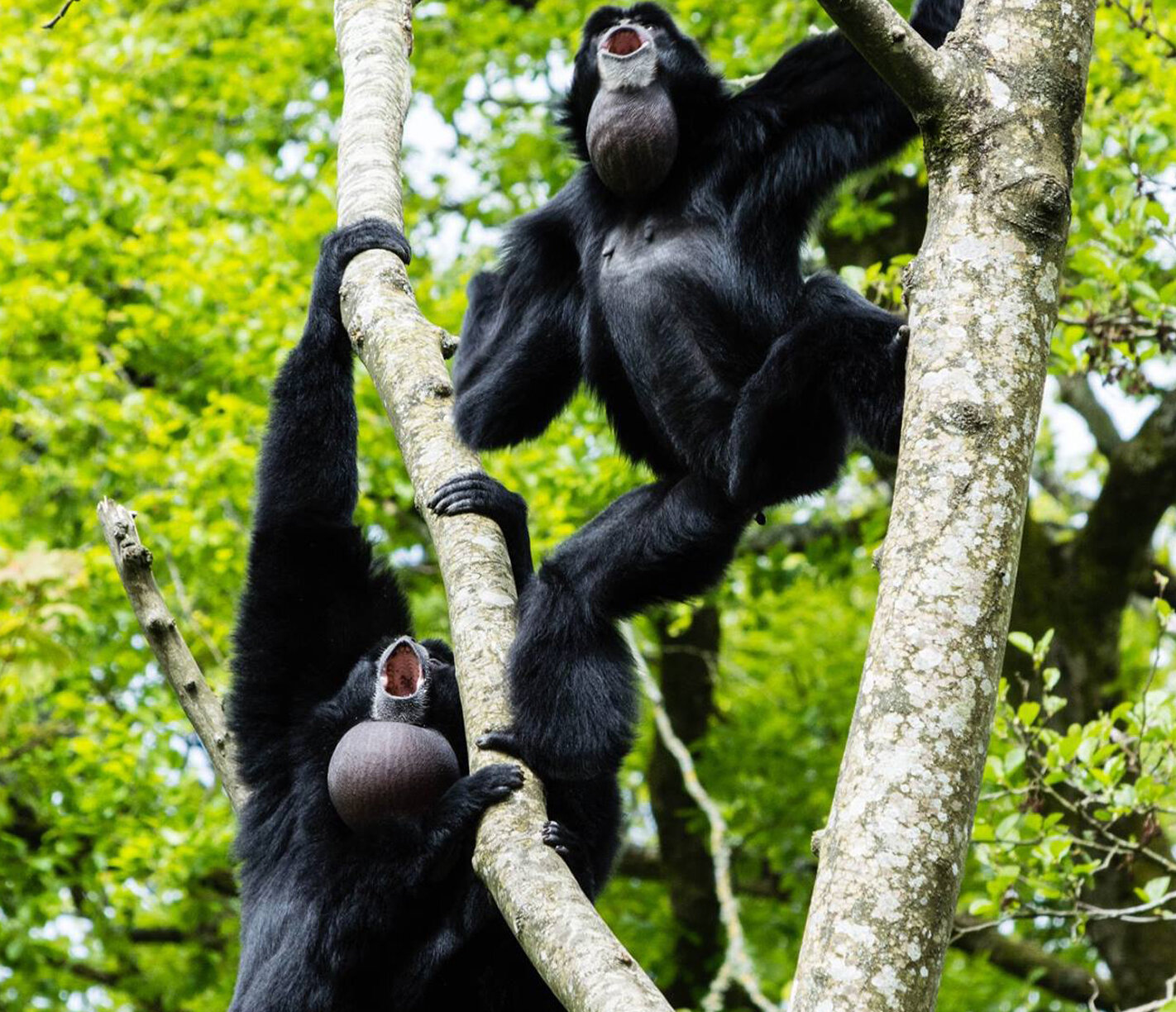 Swing with Gibbons