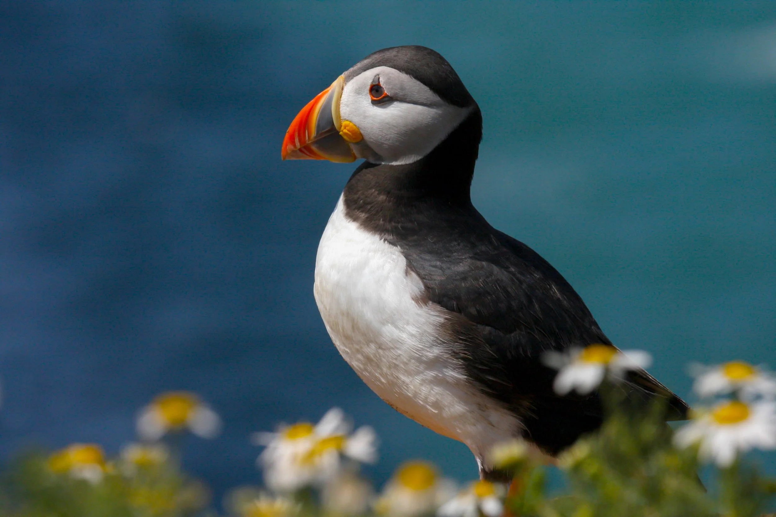 Puffins1.jpeg