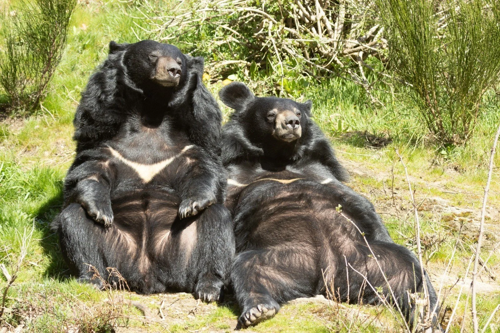 Moon Bears for website.jpg