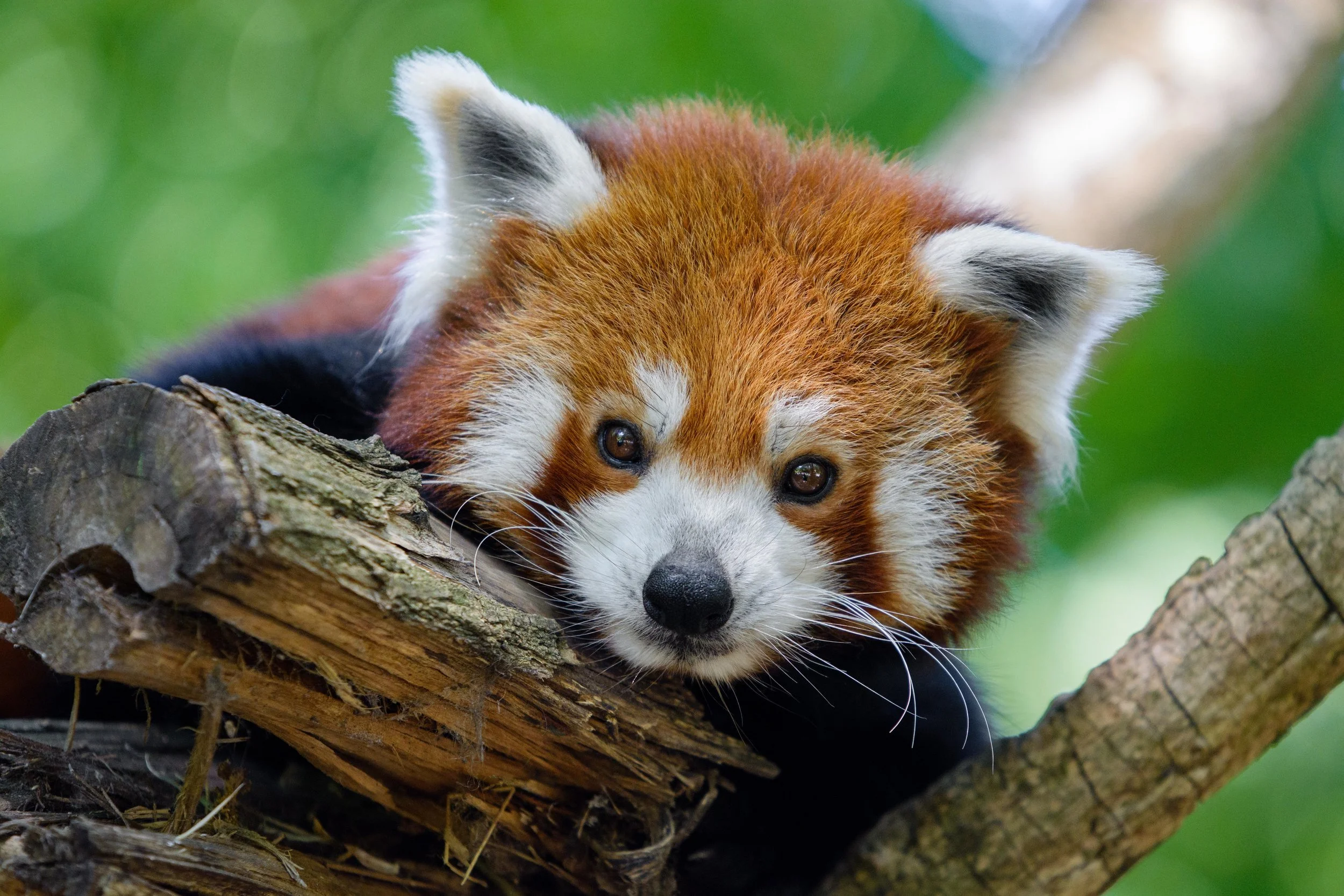red_panda.jpeg