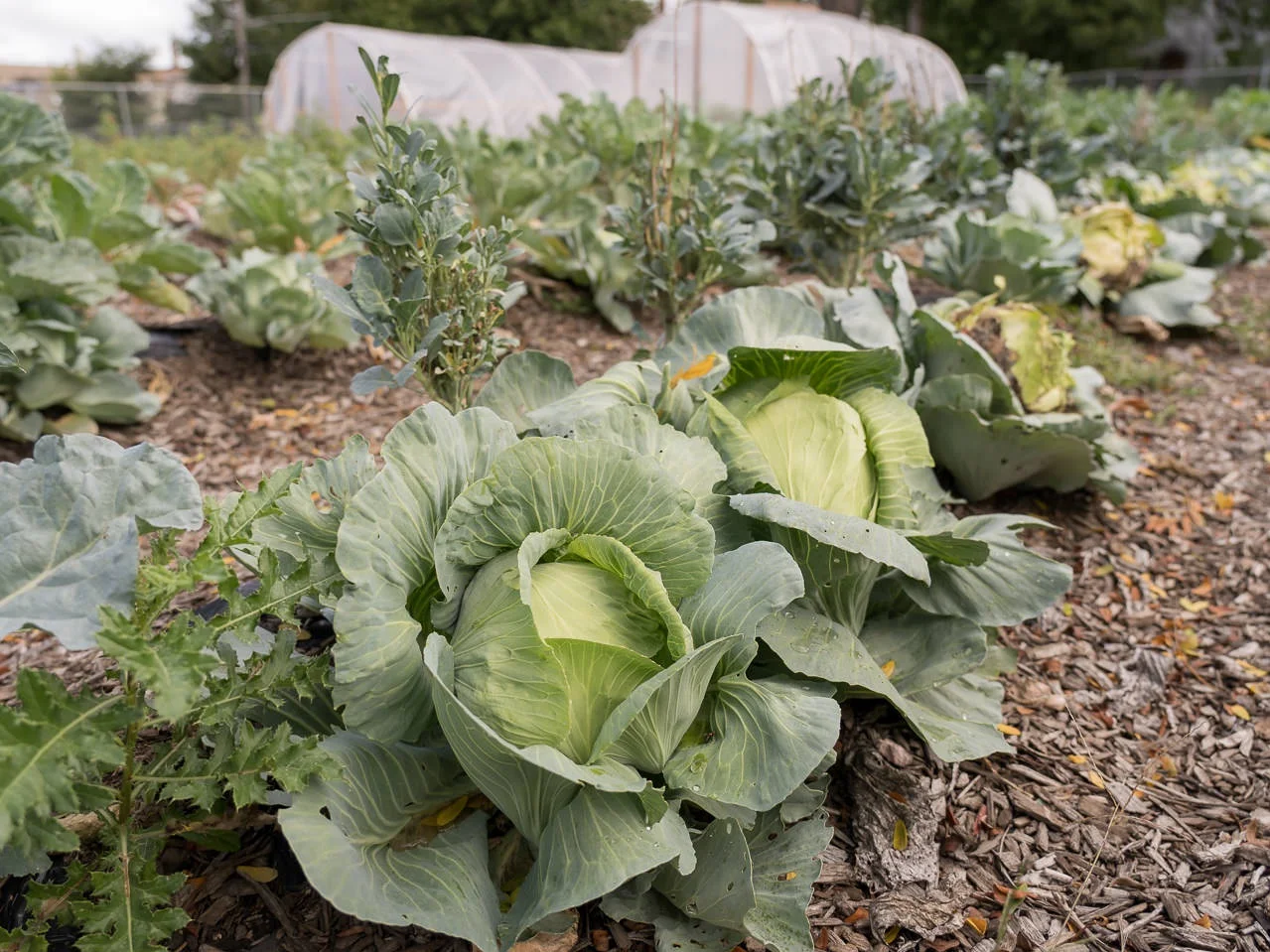 Food Gardens