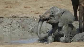 NG Explorer: Orphan Baby Elephants