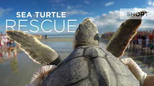 Smithsonian Earth: Sea Turtle Rescue