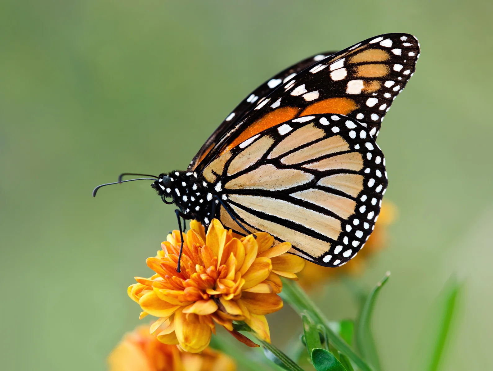 Monarch Butterflies, bees, and all pollinators need protection from Neocinotinoids!