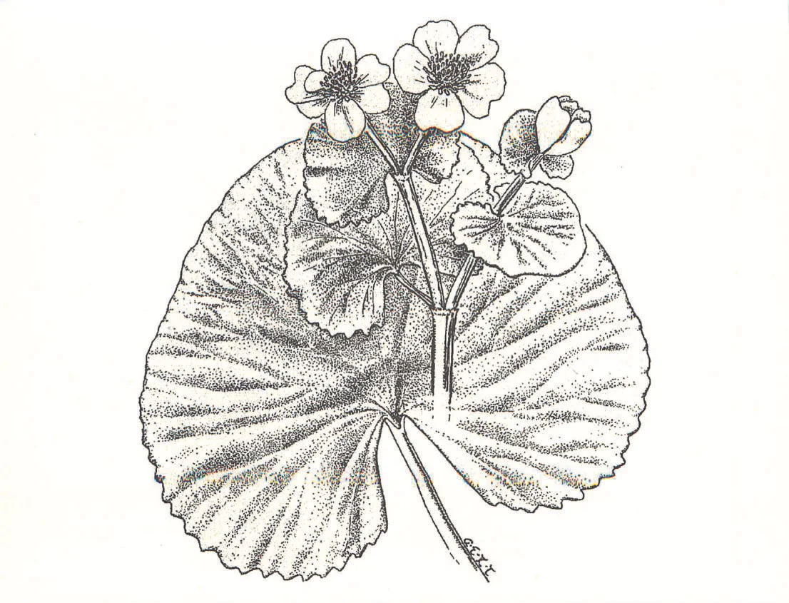 Anne Lacey Illustration