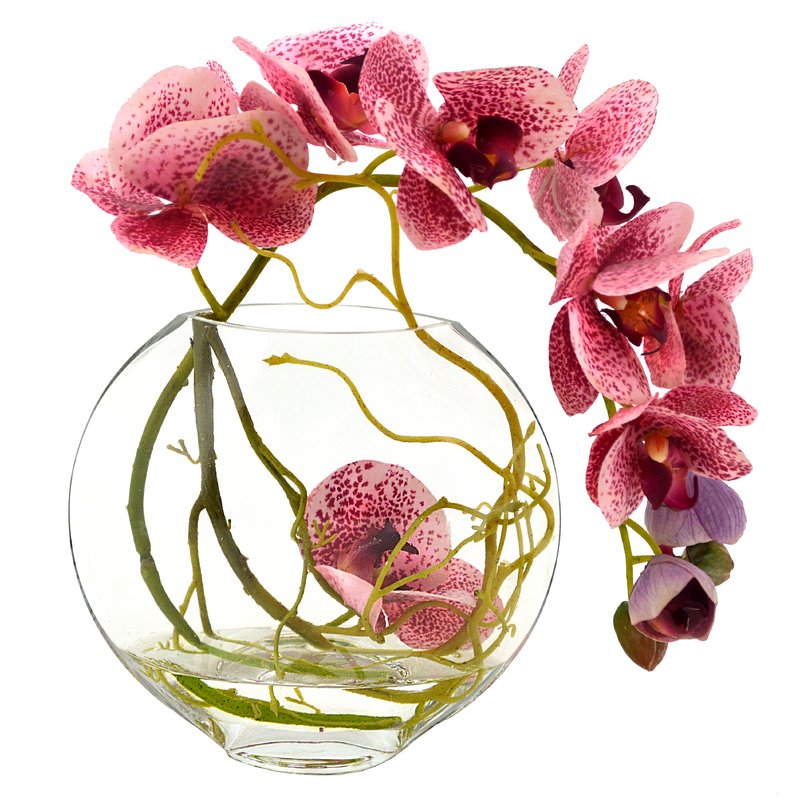 Fuchsia+Orchid+with+Vine+in+Water.jpg