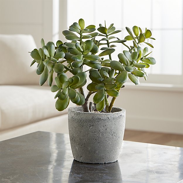 jadeplant.jpeg
