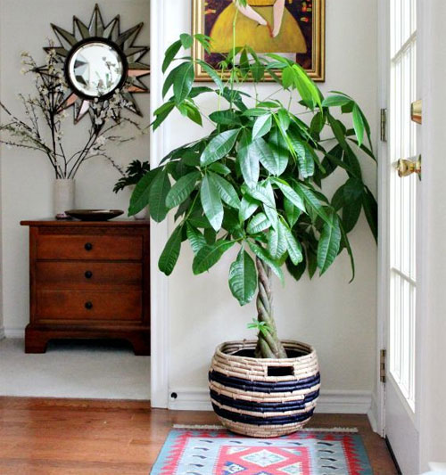moneytree.jpg