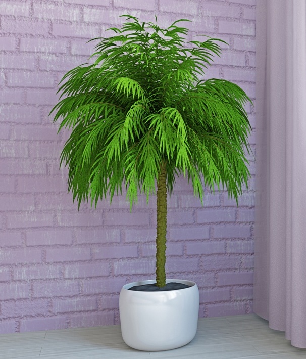 palmtree.jpeg
