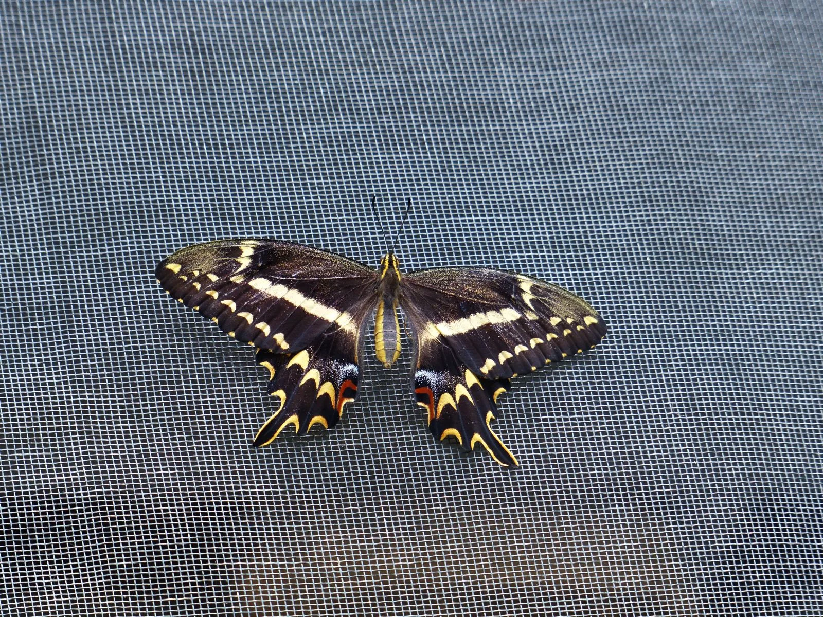 H. a. ponceanus adult