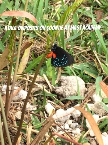 Atala_laying_eggs.jpg
