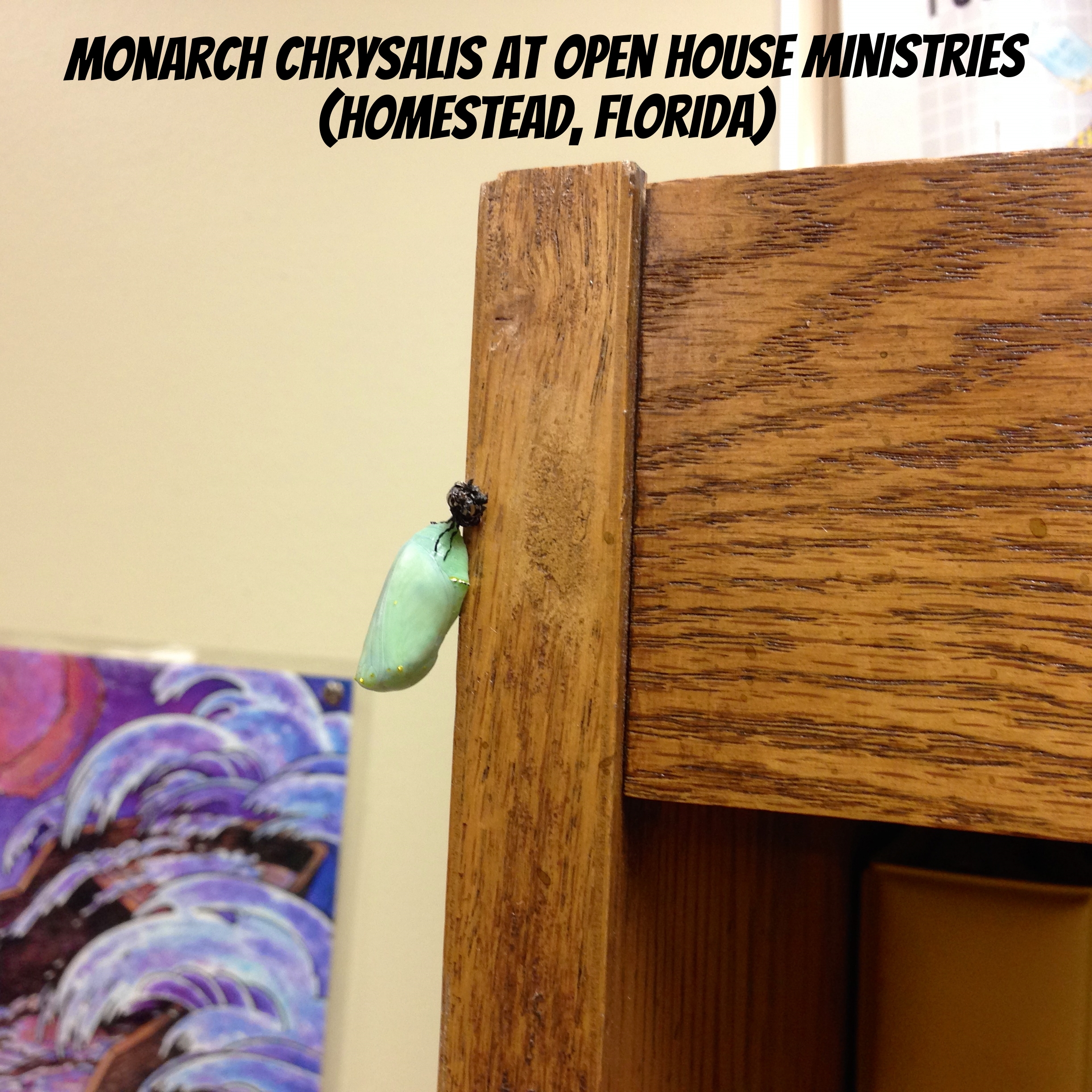Chrysalis_attached_to_Shelf.jpg